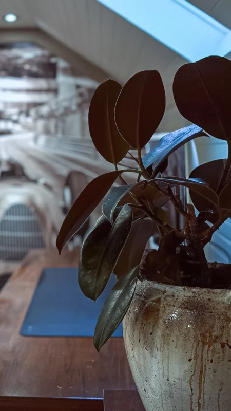 Close-up vertical shot of a potted rubber plant with dark leaves in a rustic ceramic pot, set on a dark wood desk with a blurred race car mural in the background.